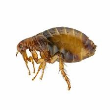 Cat Flea